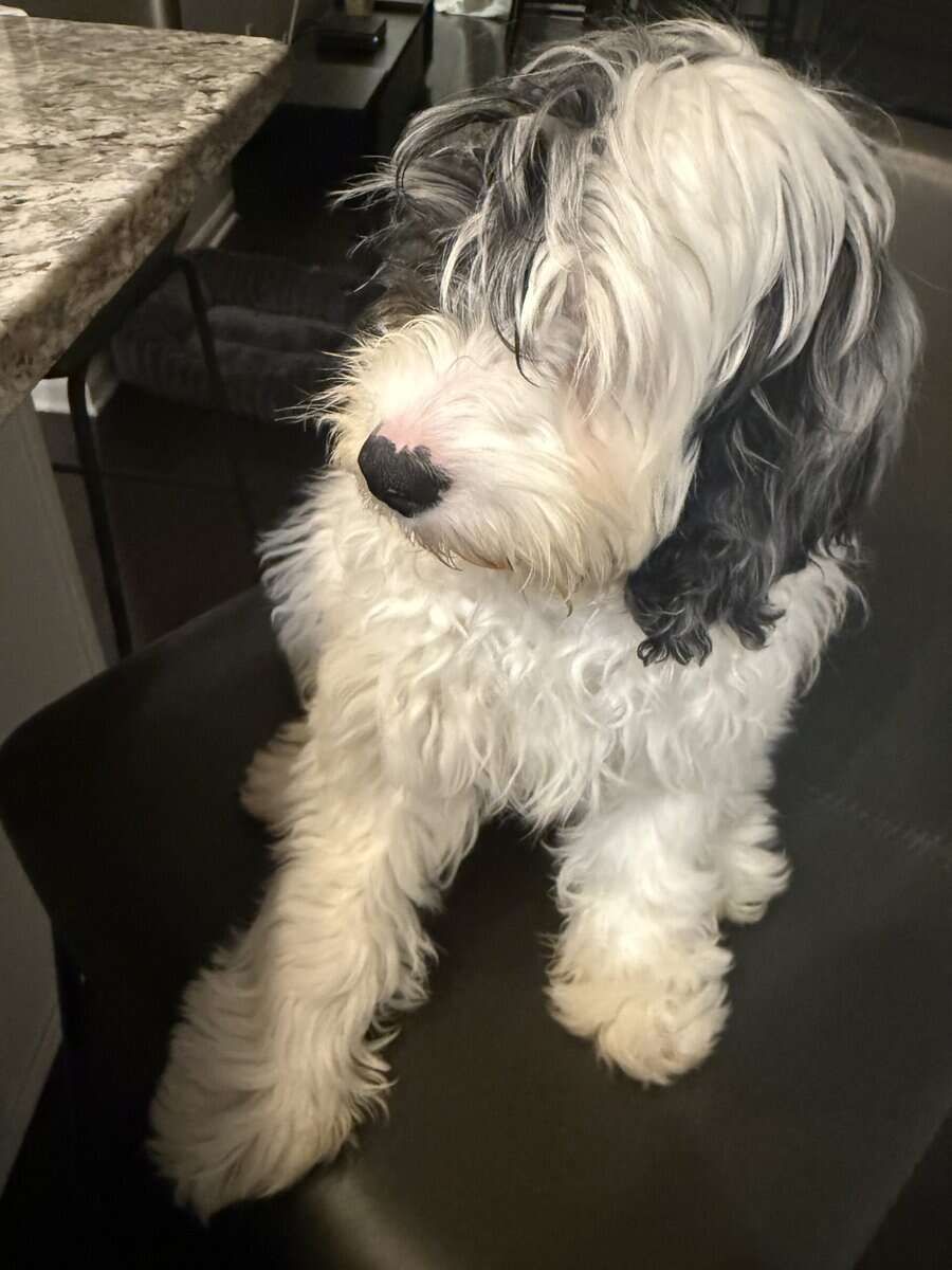 Moxzii is a Cockapoo girl puppy image 8