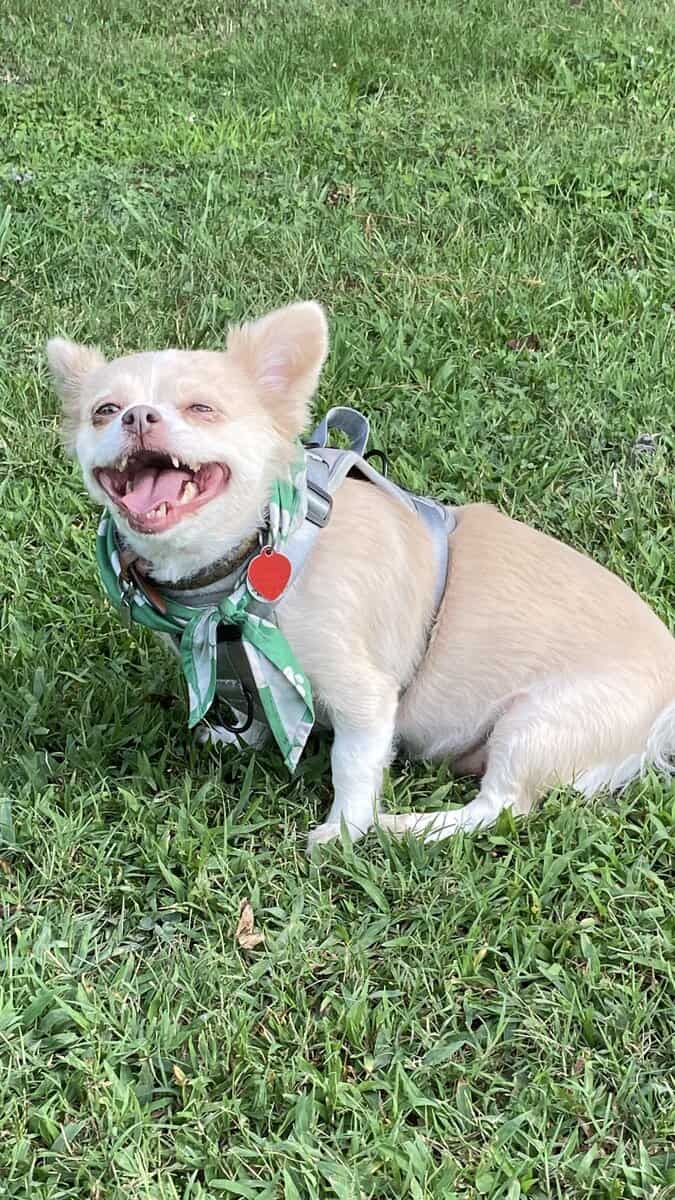 Loving Dog Needs New Home image 3
