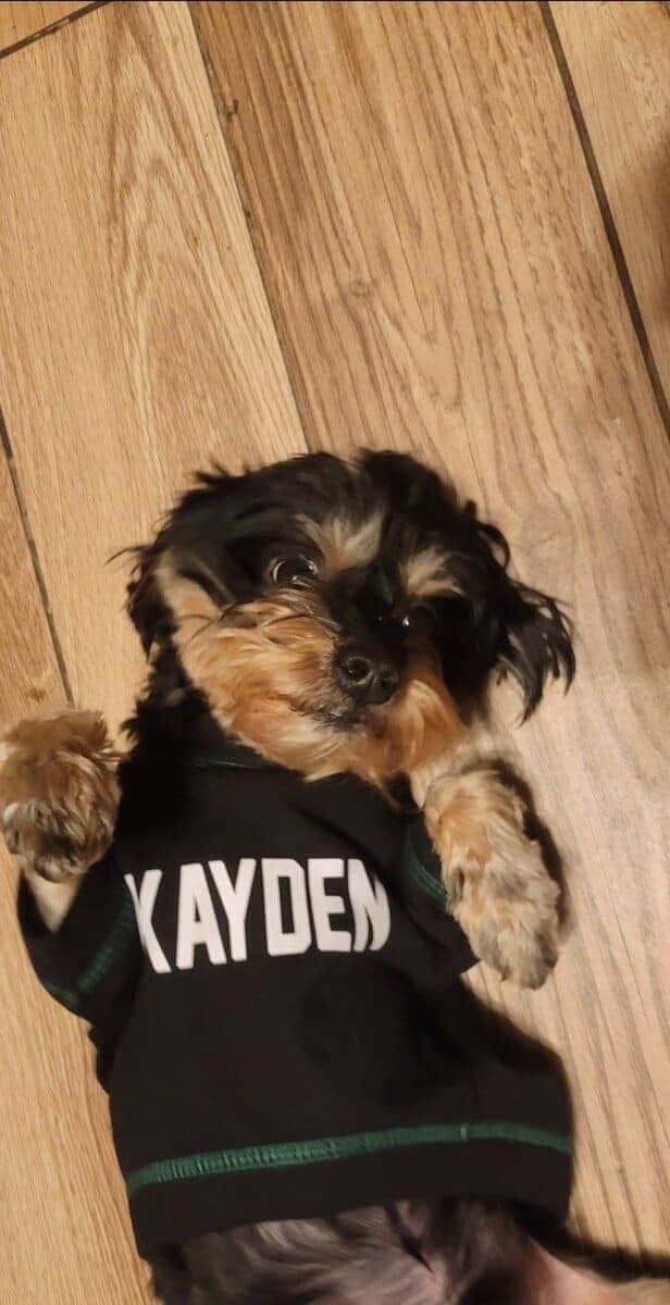 Loving Dog Needs a Family image 9
