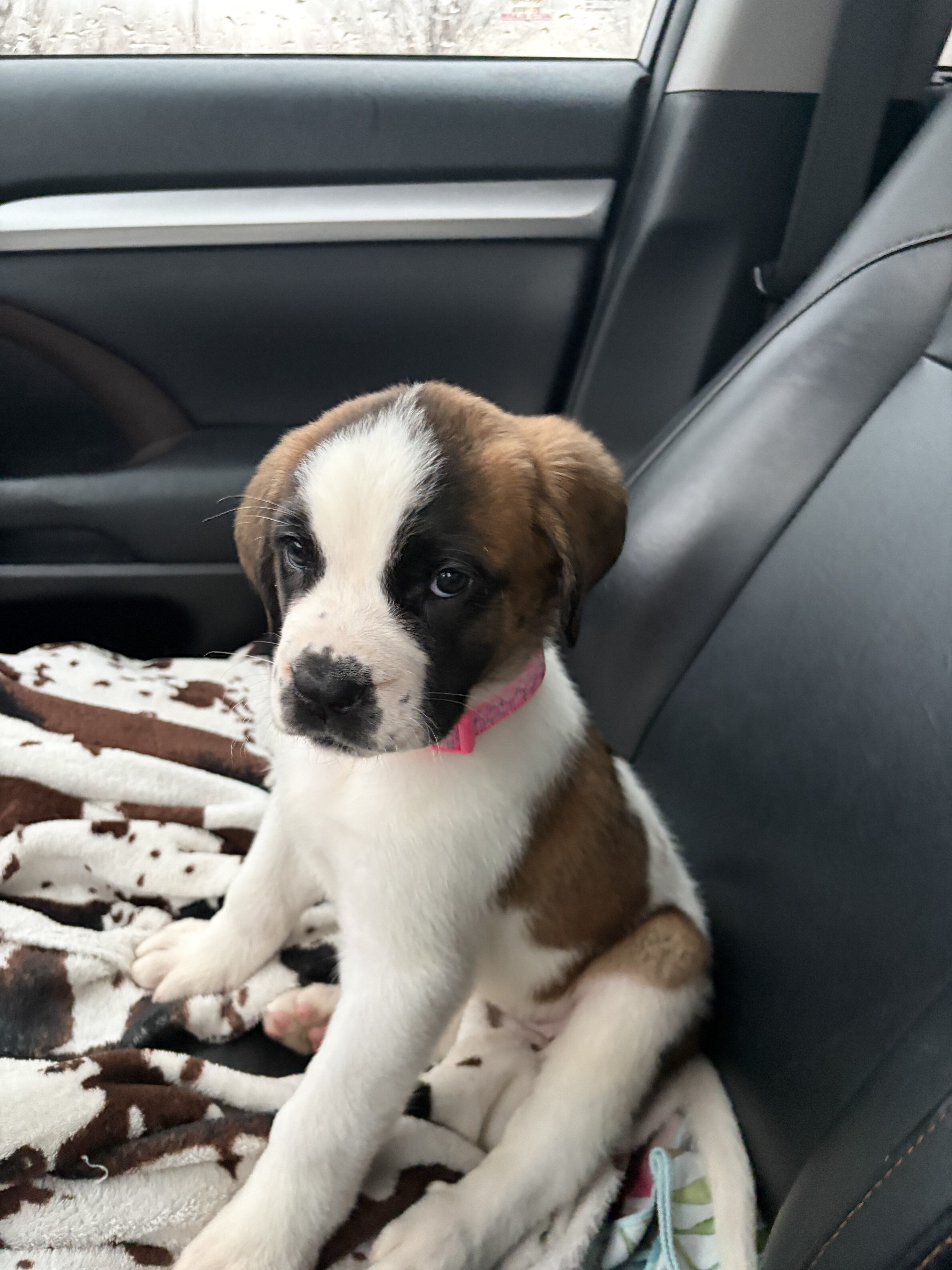 Saint Bernard Puppies image 4
