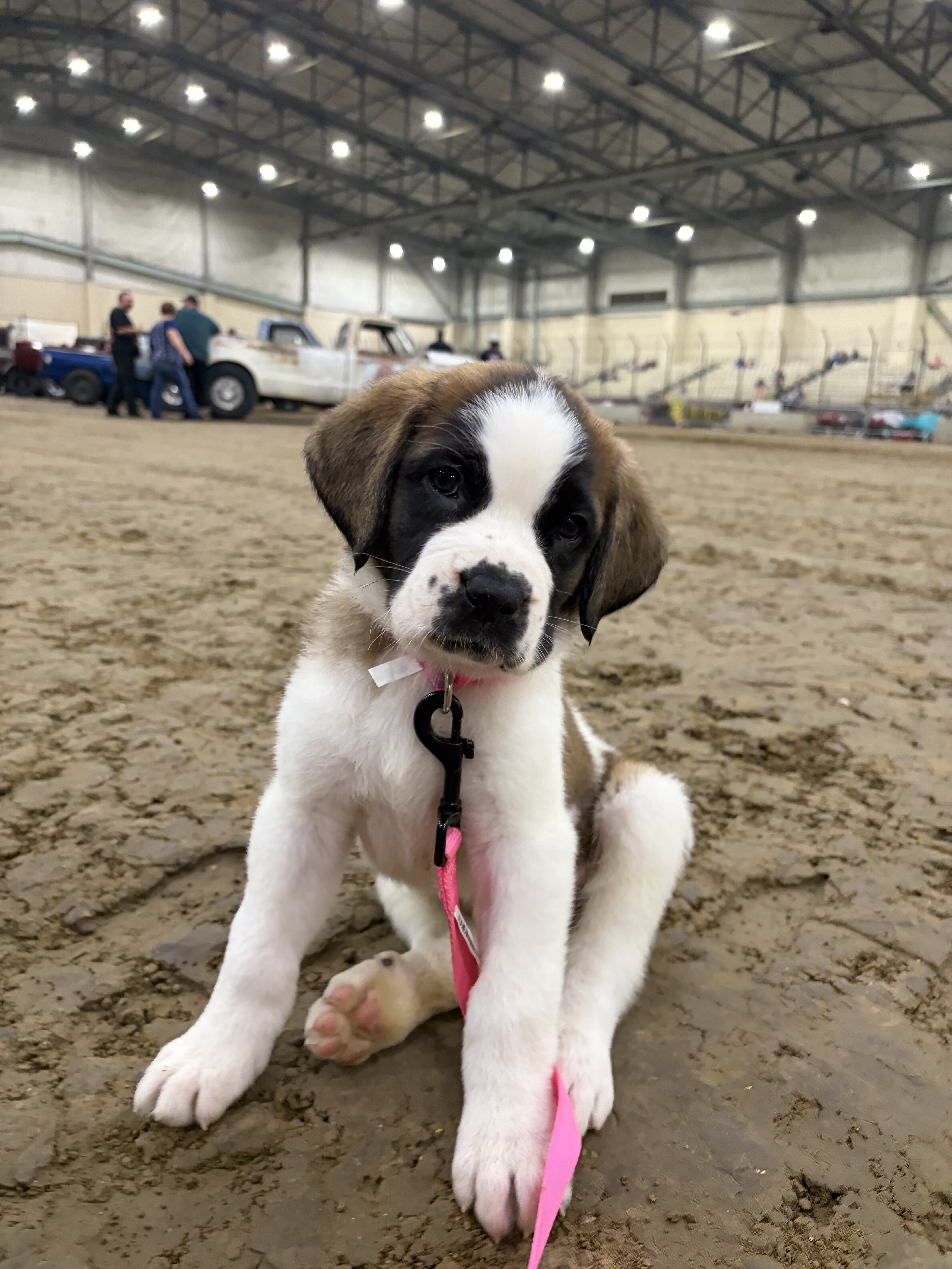 Saint Bernard Puppies image 3