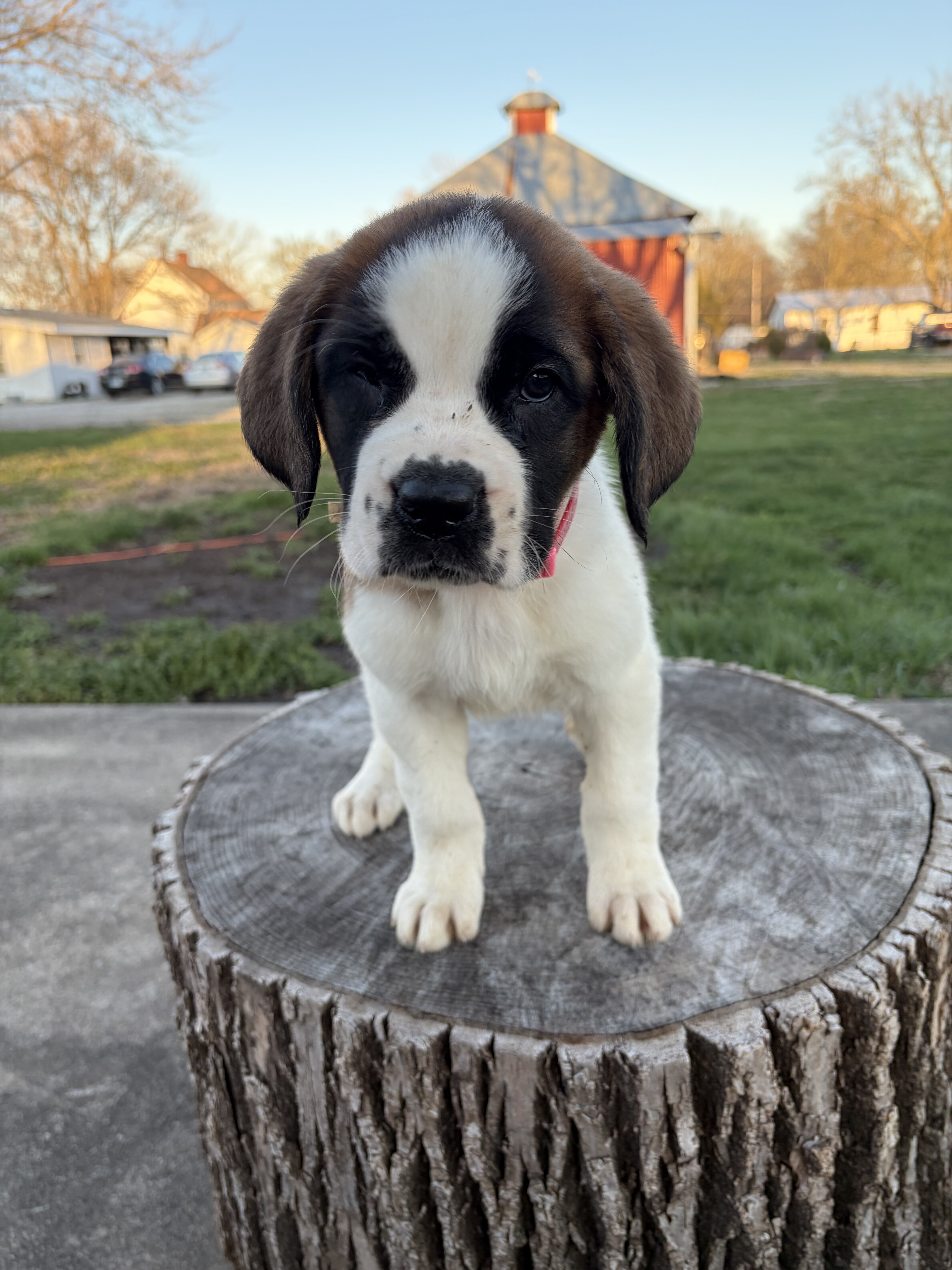 Saint Bernard Puppies image 2