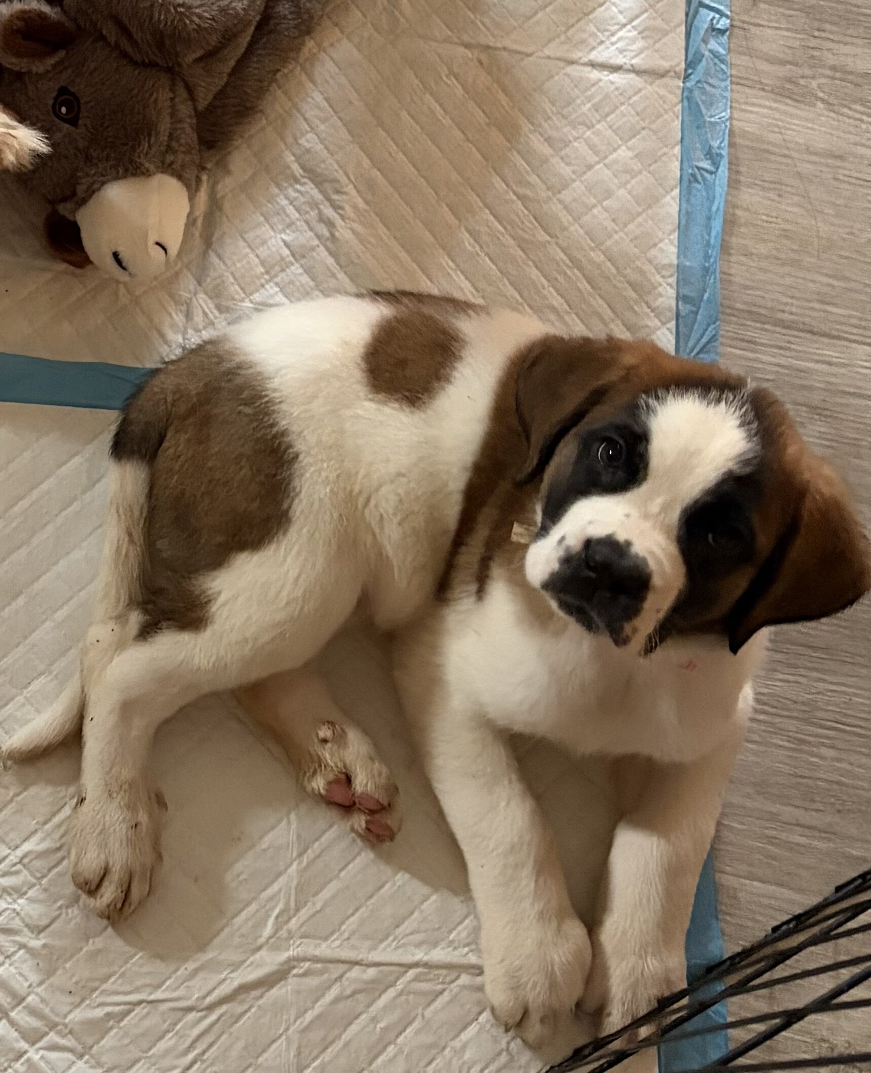 Saint Bernard Puppies image 1