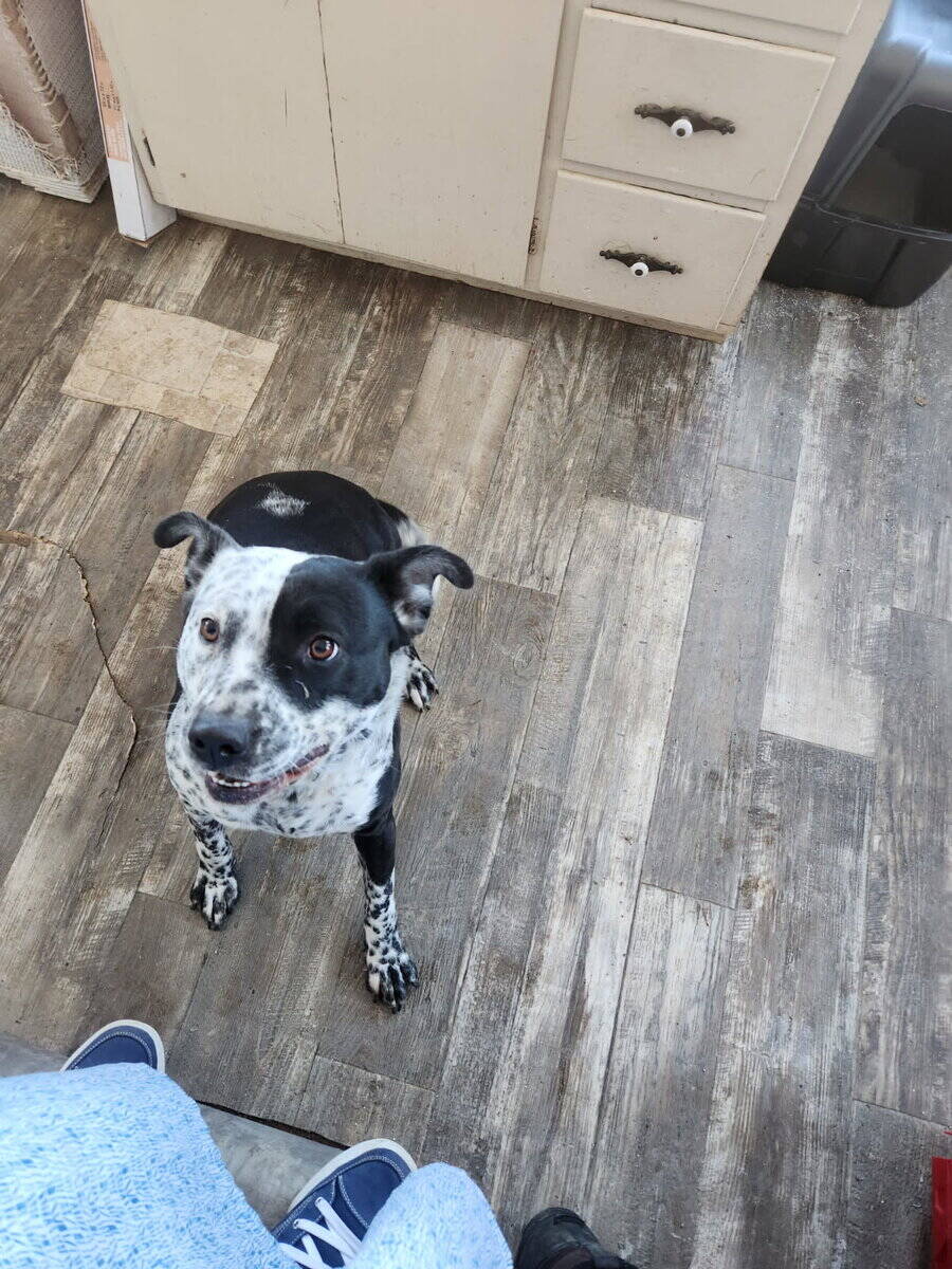 Blue heeler pitbull mix image 1