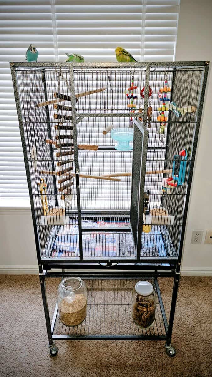 3 parakeets with birdcage, 2 boys, 1 girl. image 5