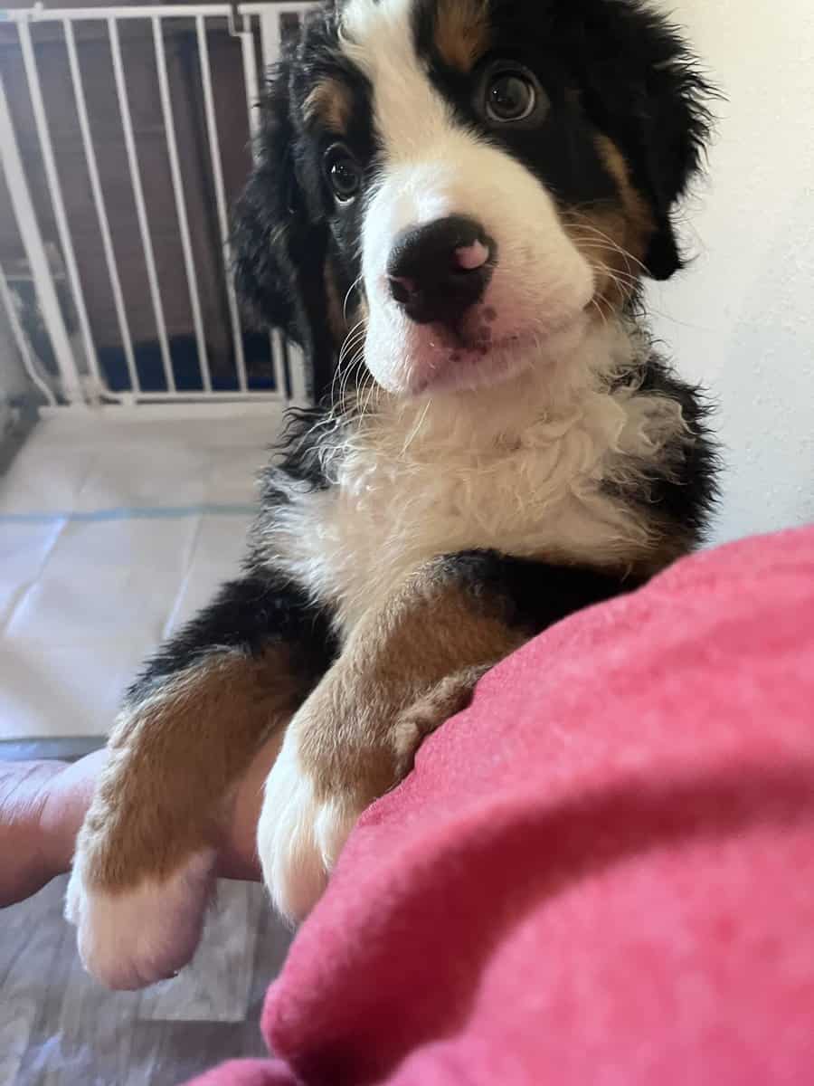 Saint Bernese Mountain Dog puppies image 6