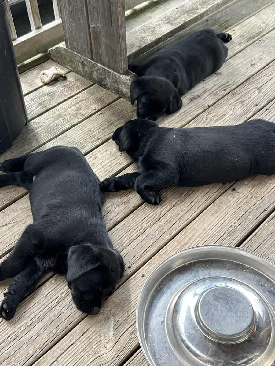 English style Labrador retrievers image 6