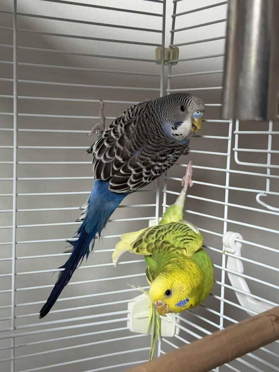Rehome 2 Parakeets image 1