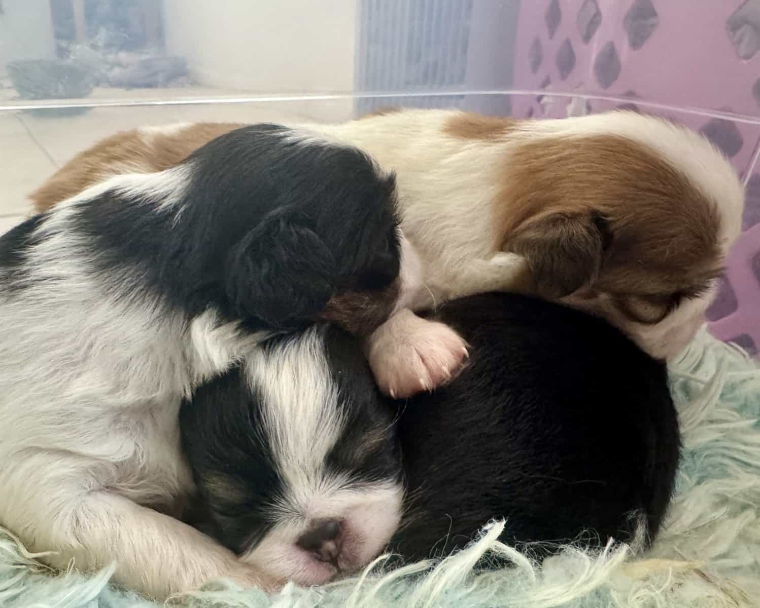 AKC Japanese Chin puppies in Hawaii image 5