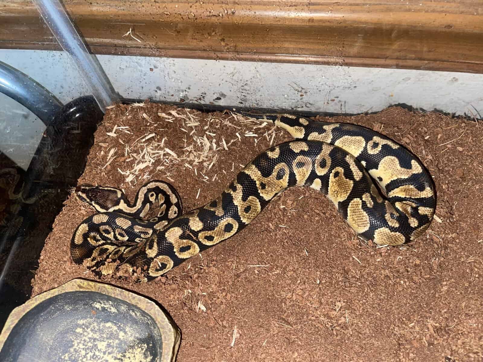 Beautiful python for sale image 1