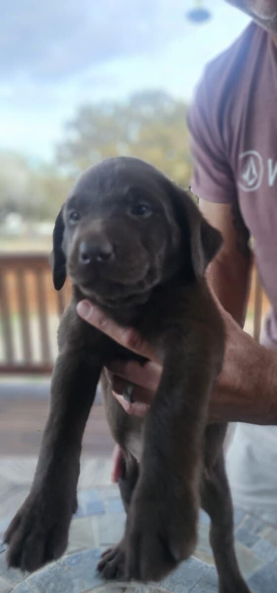 AKC Chocolate Lab Puppies image 4