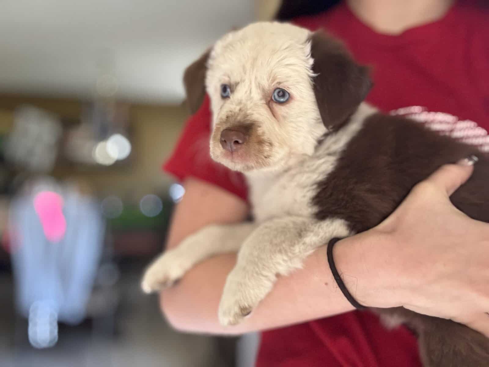 Mini Aussie puppy image 1