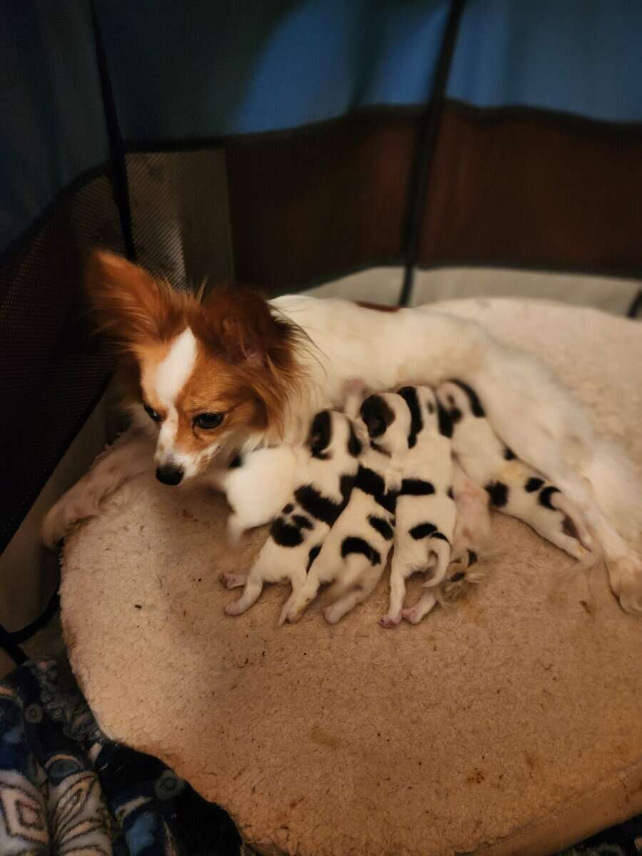 BayBell + Pepe Liter of 2 females/3 males image 12