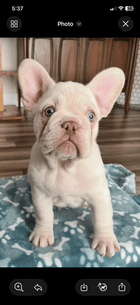 AKC French bulldogs image 1