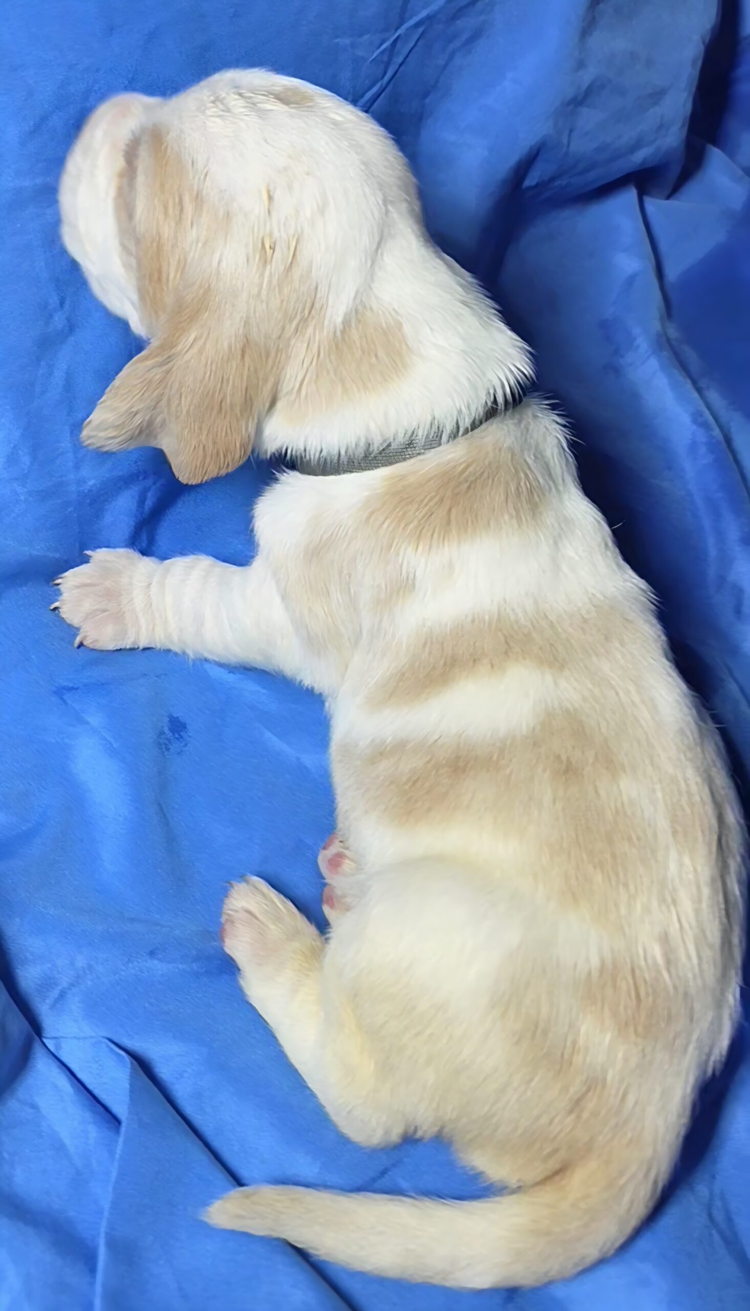 Scott- male baby basset hound image 7