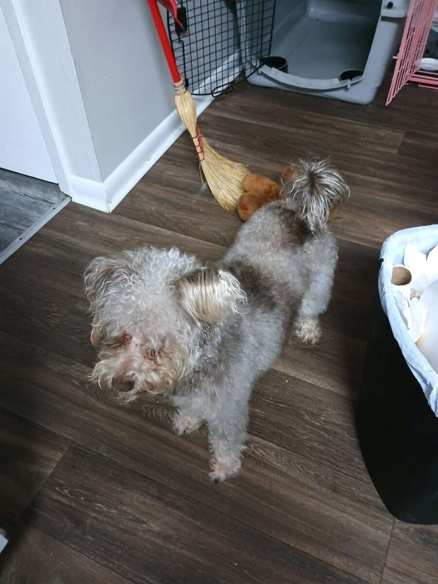Rehoming my schnoodle image 4