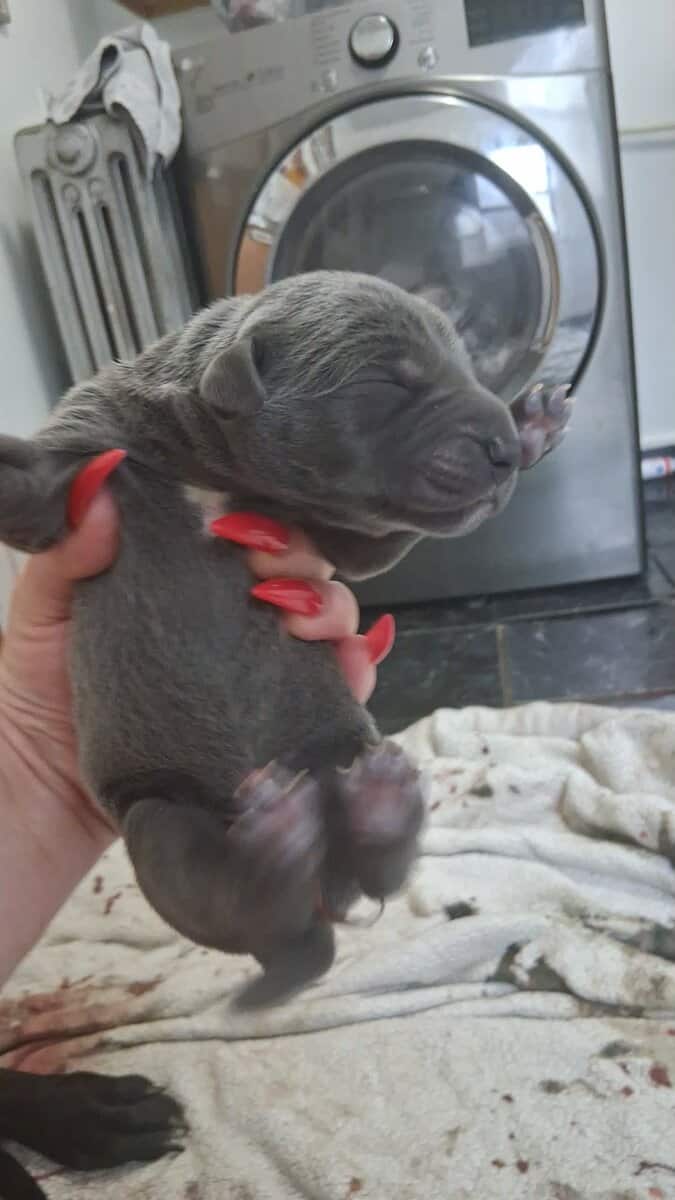 Beautiful great dane puppies image 3