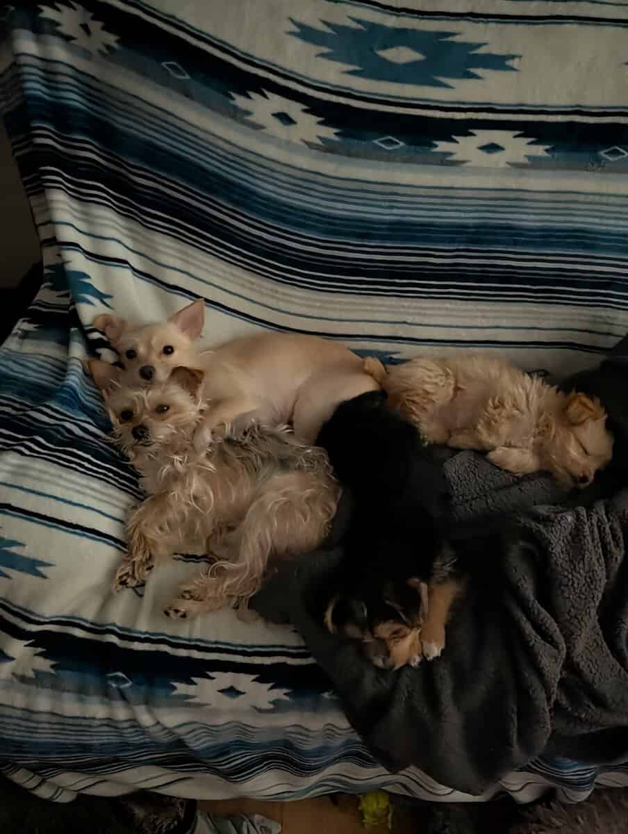 2 male puppies in need of loving home image 1