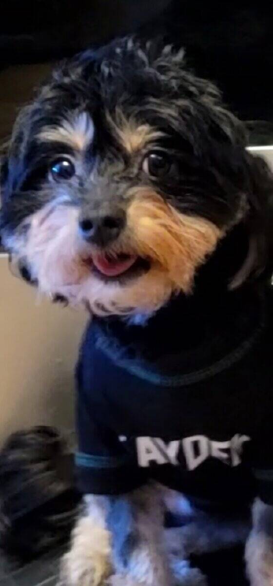 Loving Dog Needs a Family image 3