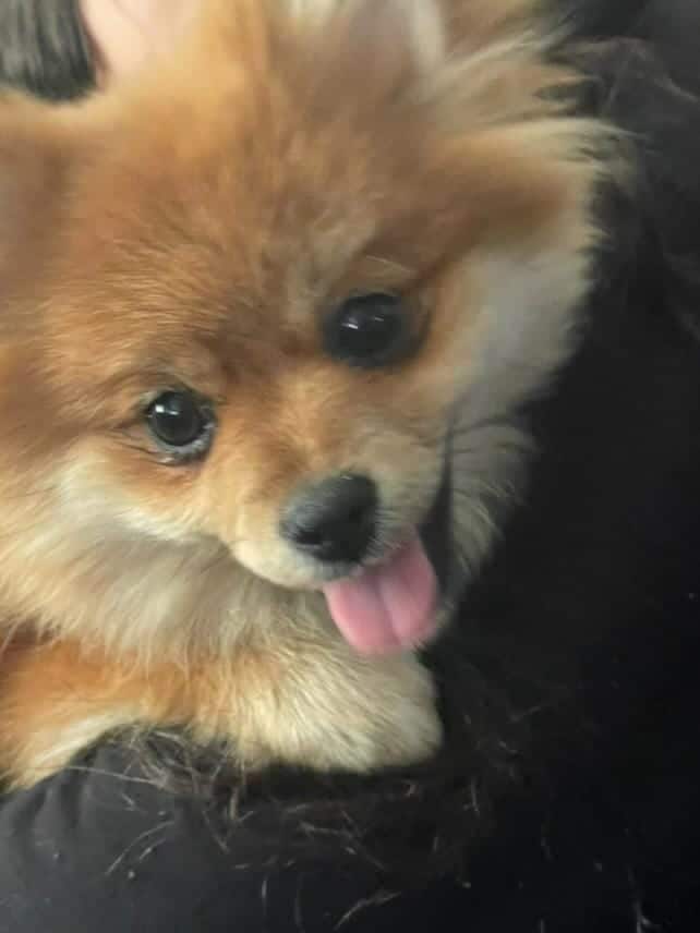 Pomeranian puppies for sale image 1