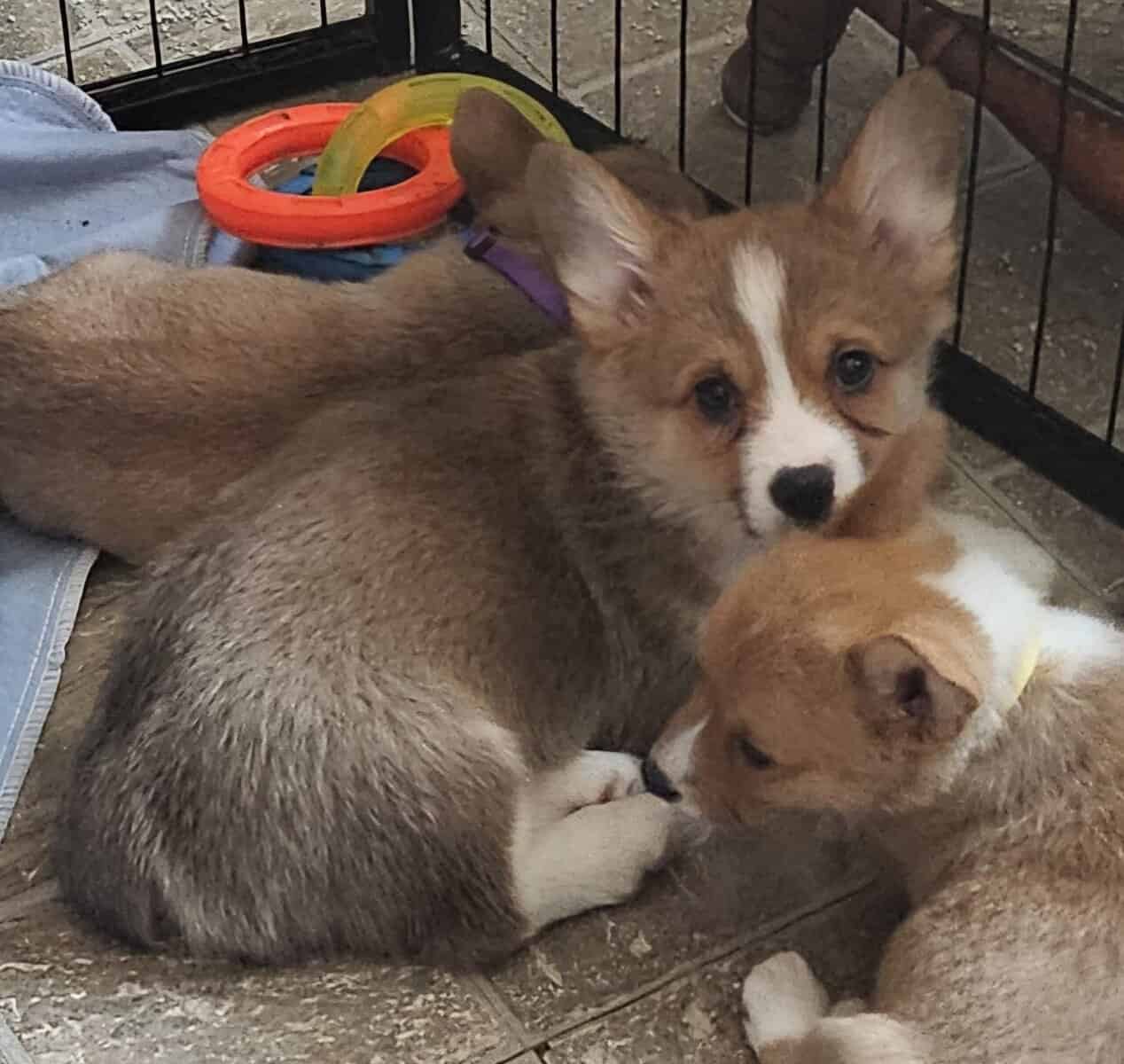ACA Pembroke Welsh Corgi puppies image 3