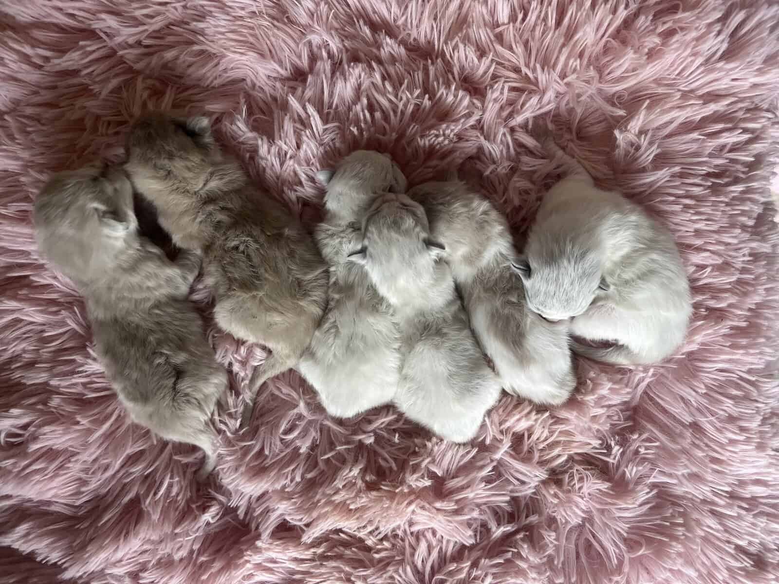 Ragdoll Kittens image 1
