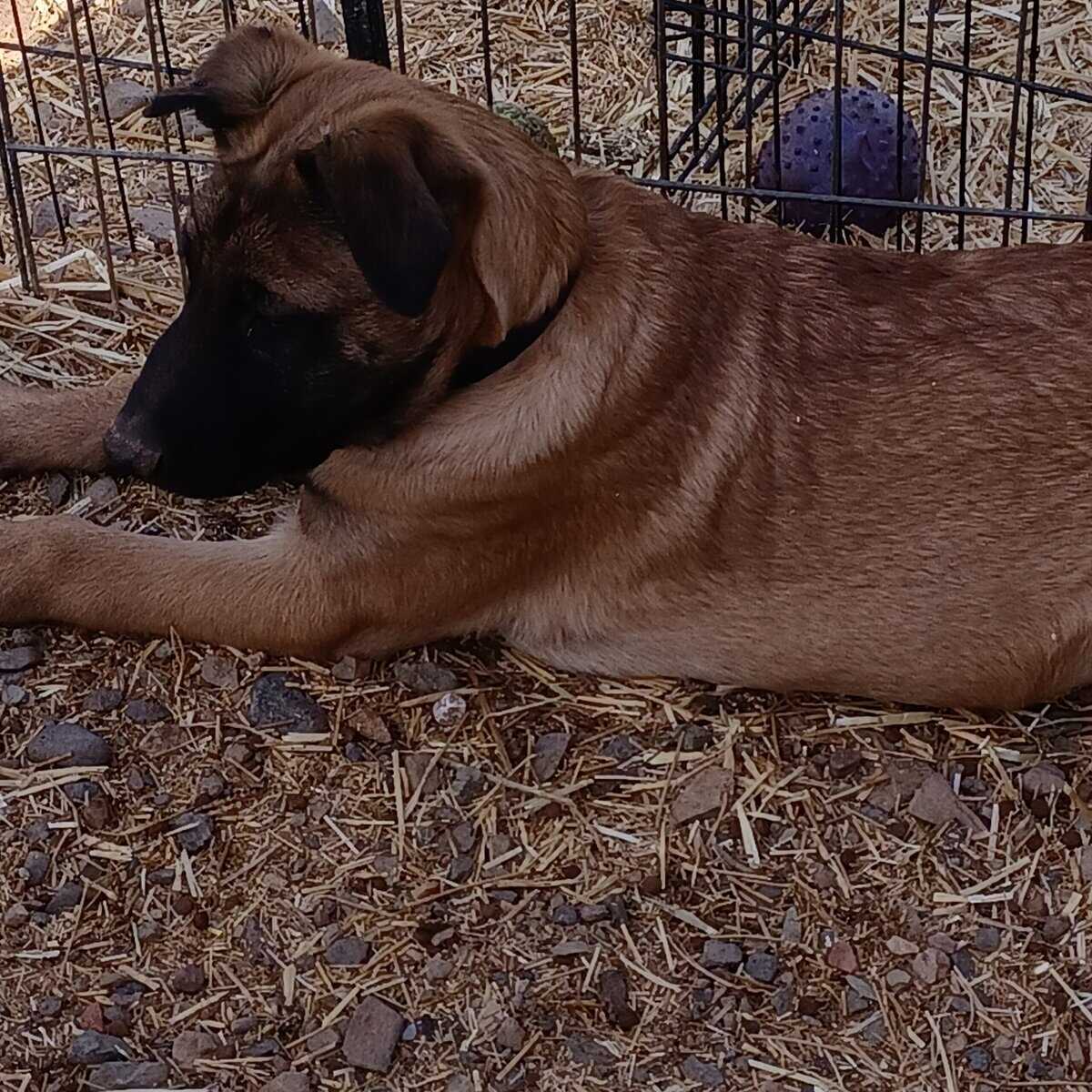 15 week old Belgian Malinois Puppy image 2