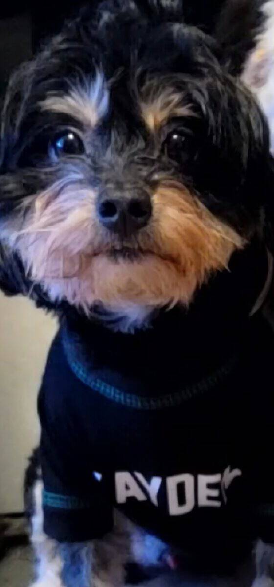 Loving Dog Needs a Family image 2