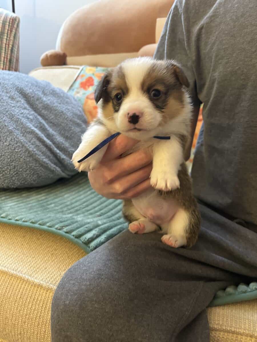 Pembroke welsh corgi pups image 5