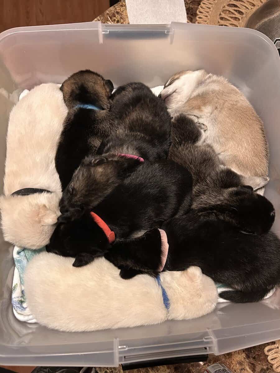 Gerberian Shepherd Puppies image 16