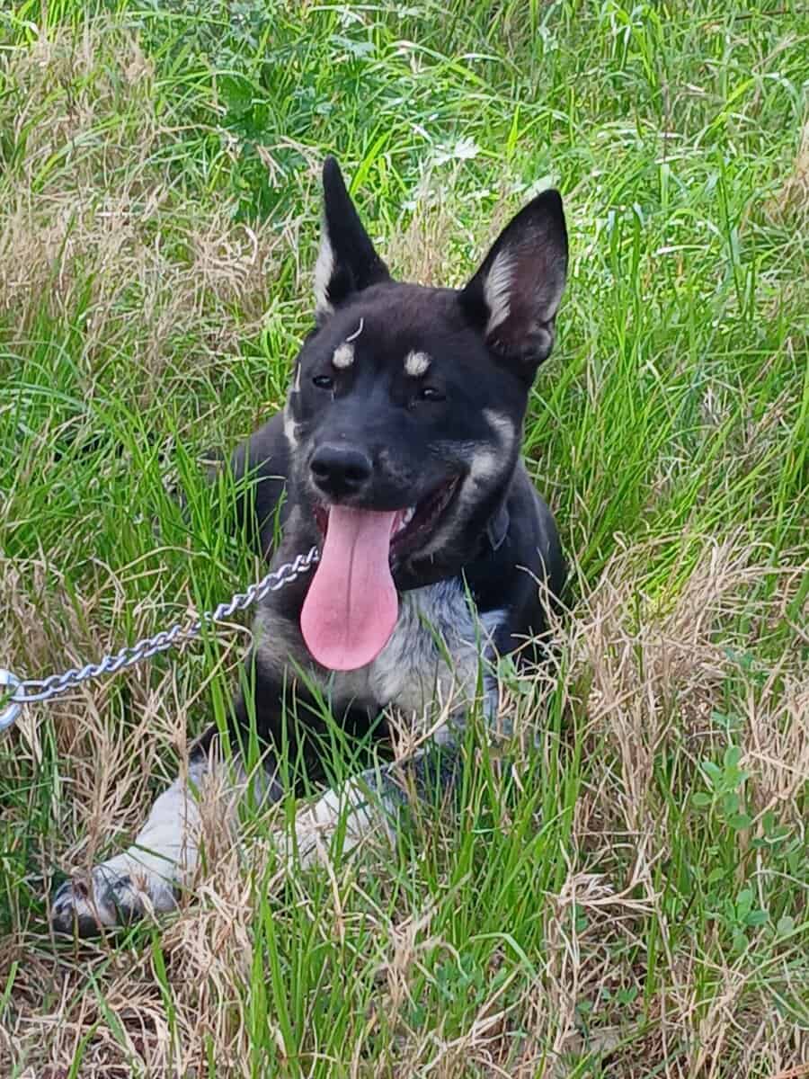German Shepherd/ Husky Mix image 3