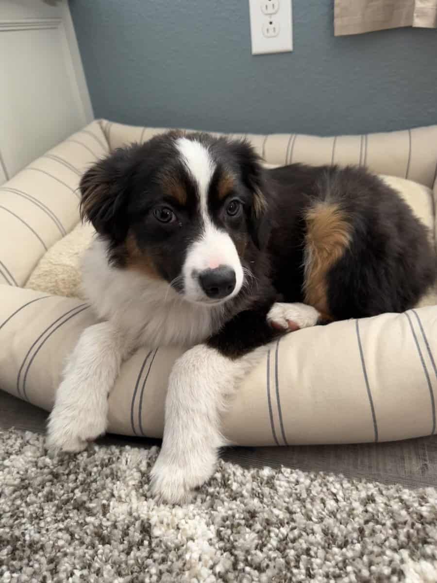 Mini Australian Shepherd image 1