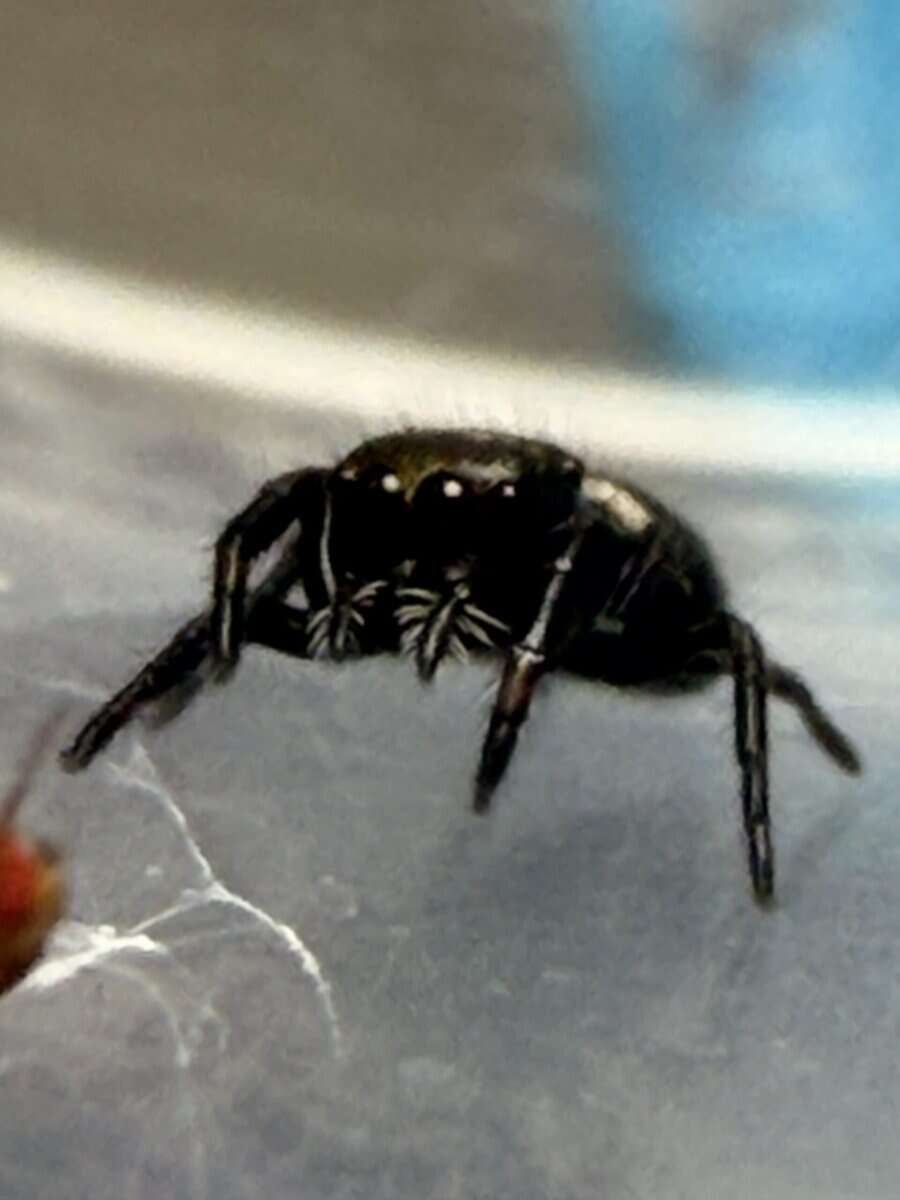 Regal Jumping Spider Slings image 7