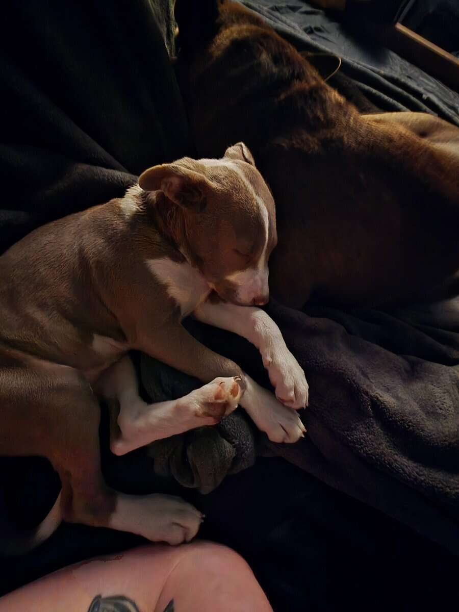 6 month old female bulldog/bully XL image 2