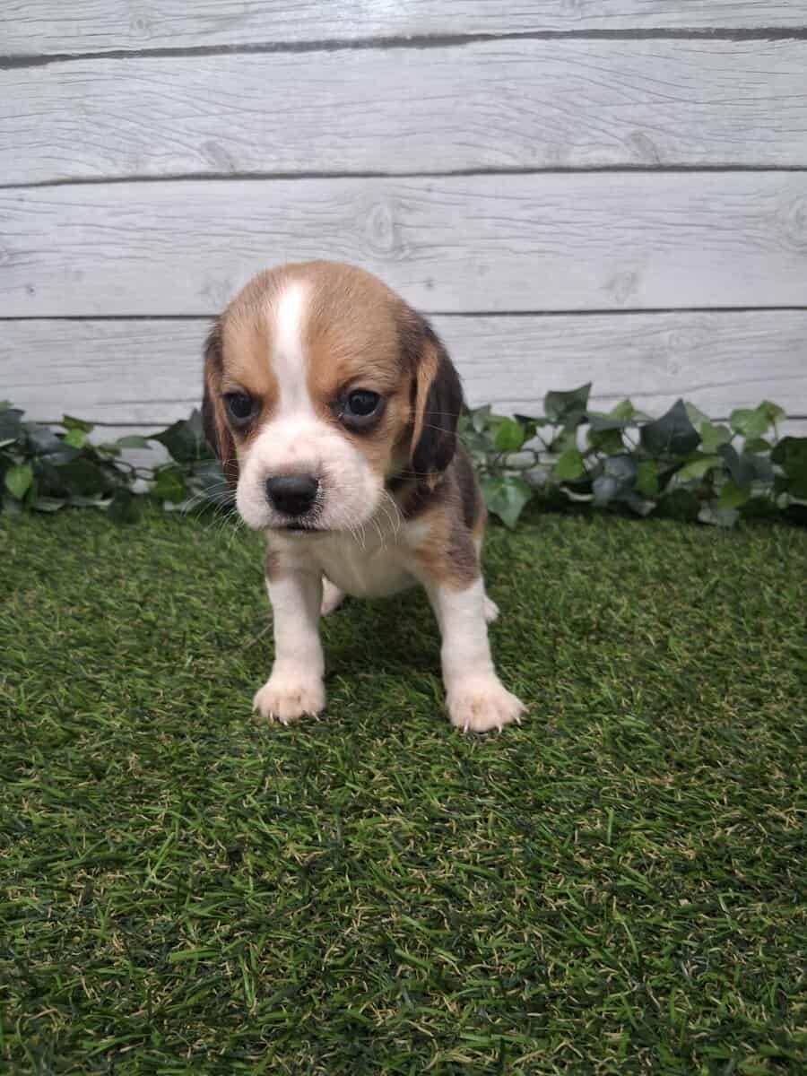 Beagle puppies image 2