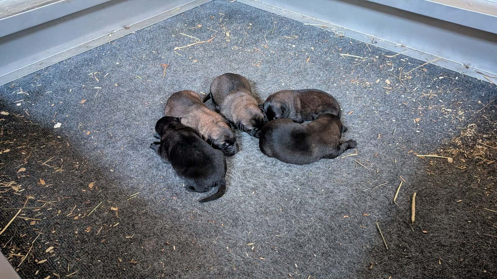 Belgian malanois puppies for sale image 2