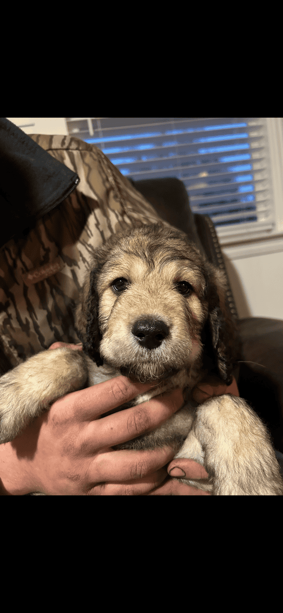 Golden doodle puppies image 1