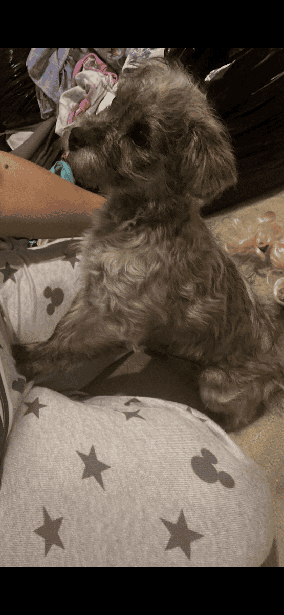 Rehoming puppy image 3
