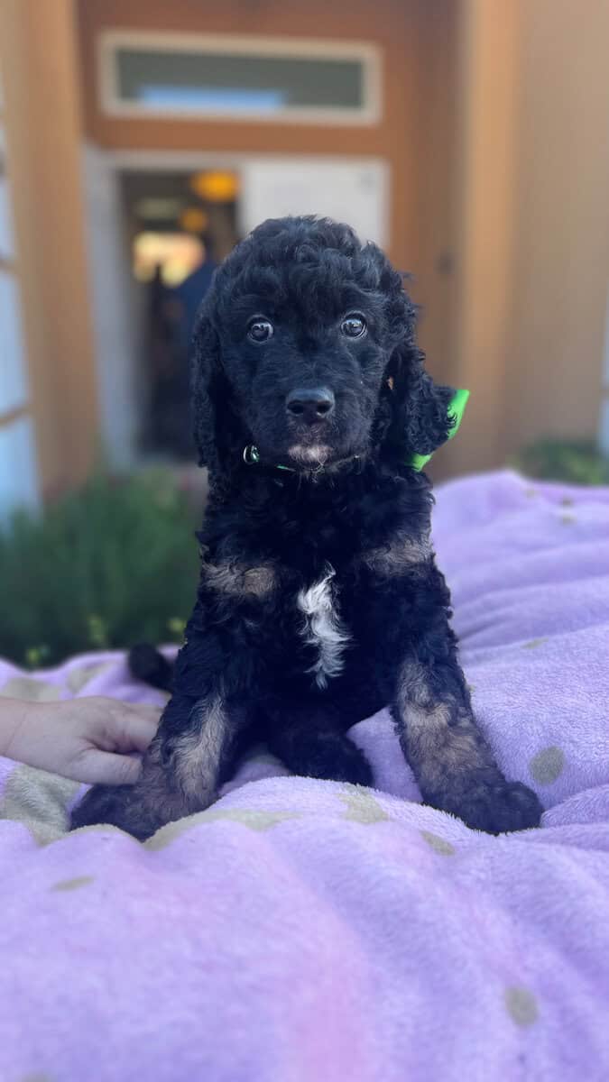 Goldendoodle Puppies for sale image 1