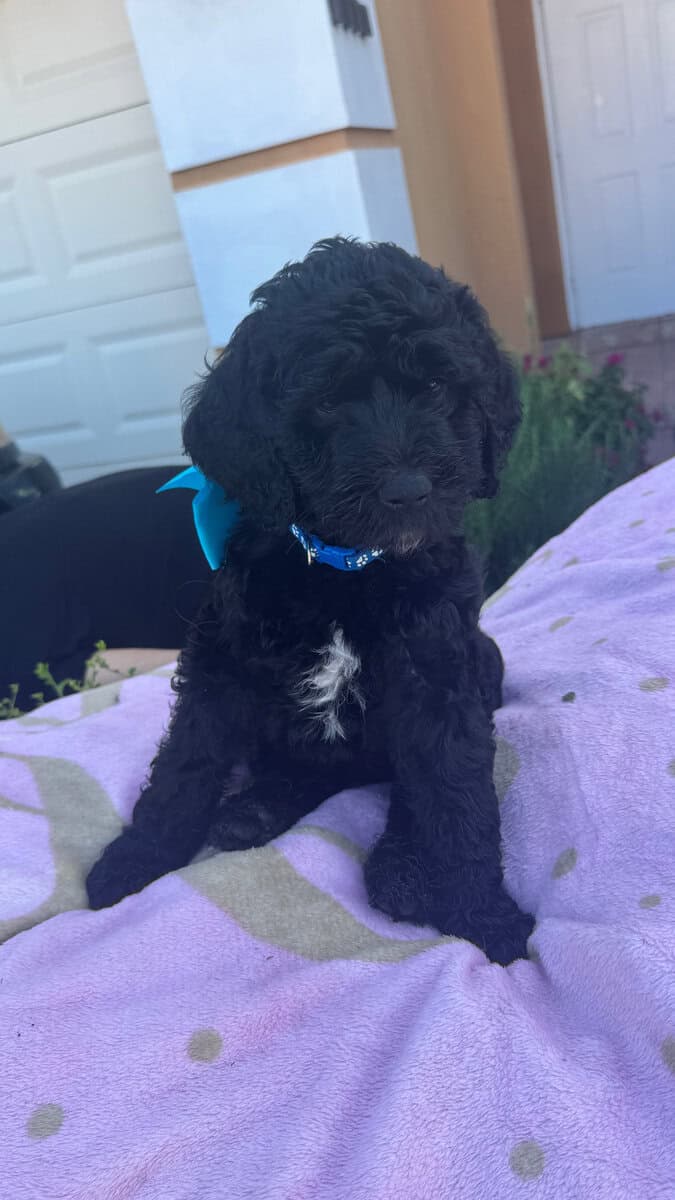 Goldendoodle Puppies for sale image 6