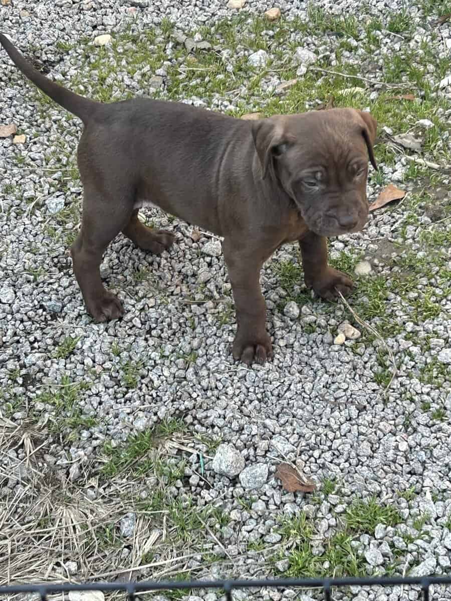 Puppies image 6