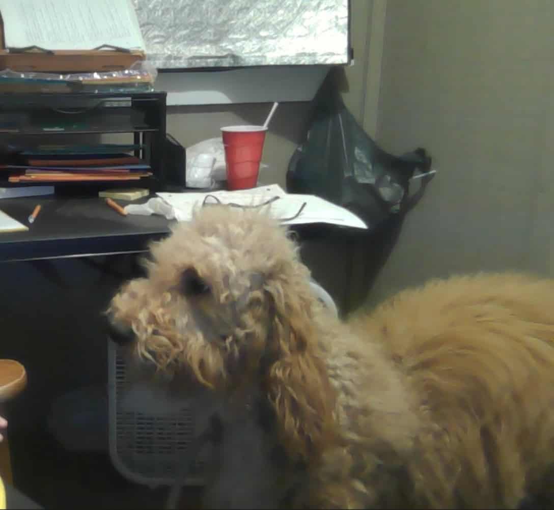 Dogs Need New home and a lot of love. image 1