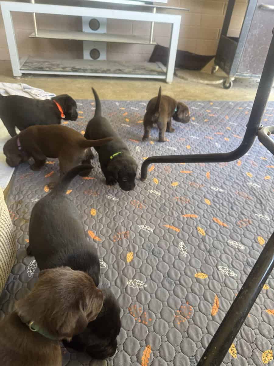 Lab pups chocolate and black image 2