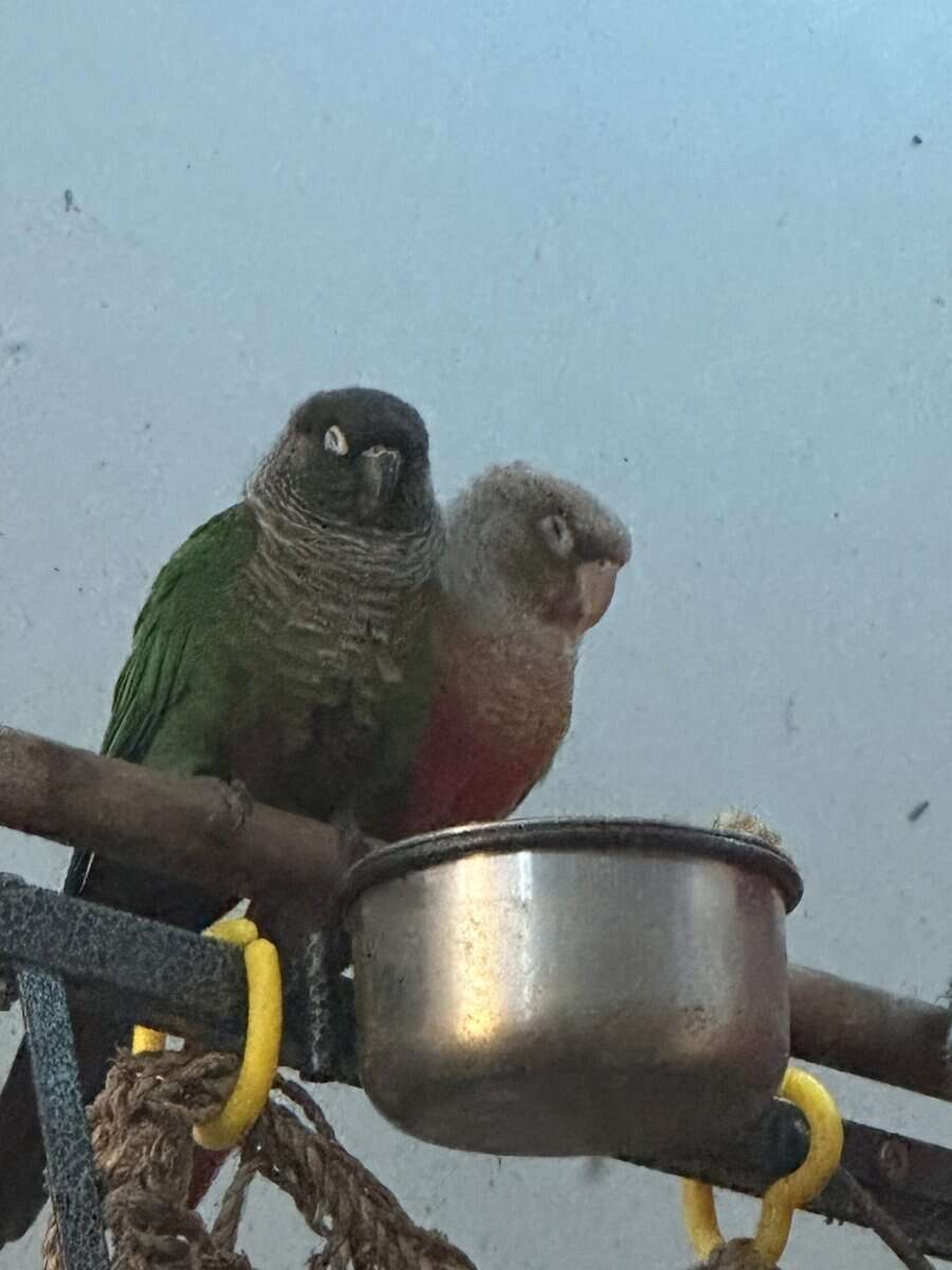 2 female bonded GCC GCPC image 2