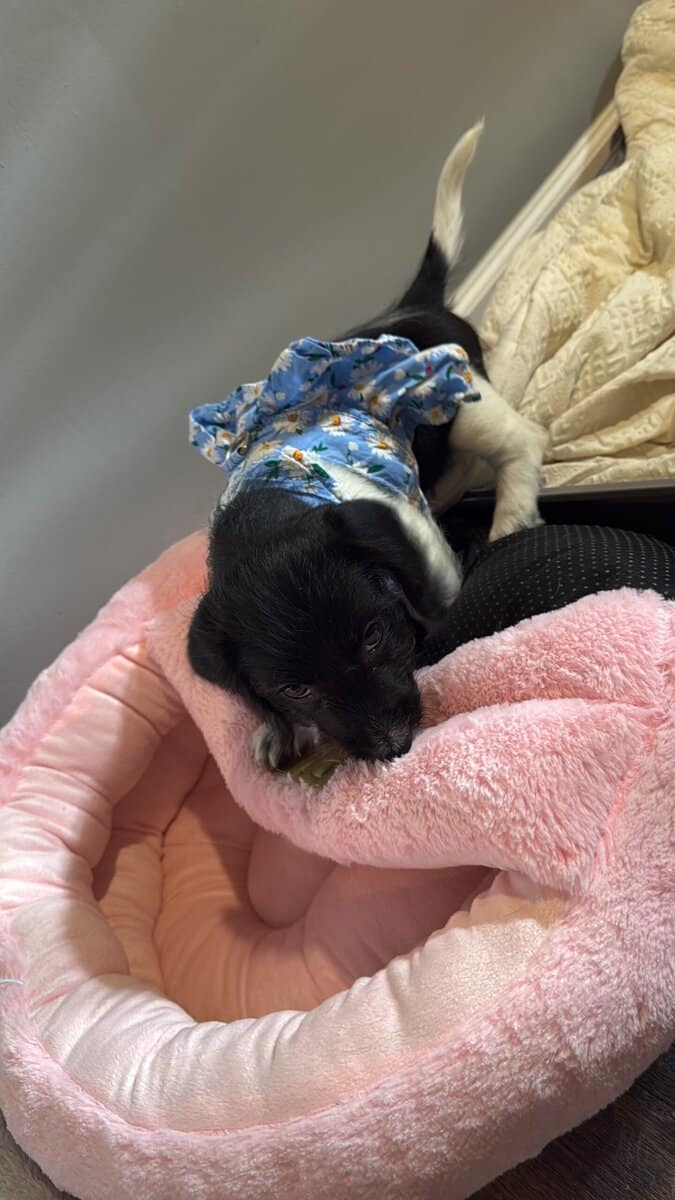 Free puppies of 3 months looking for an owner image 3