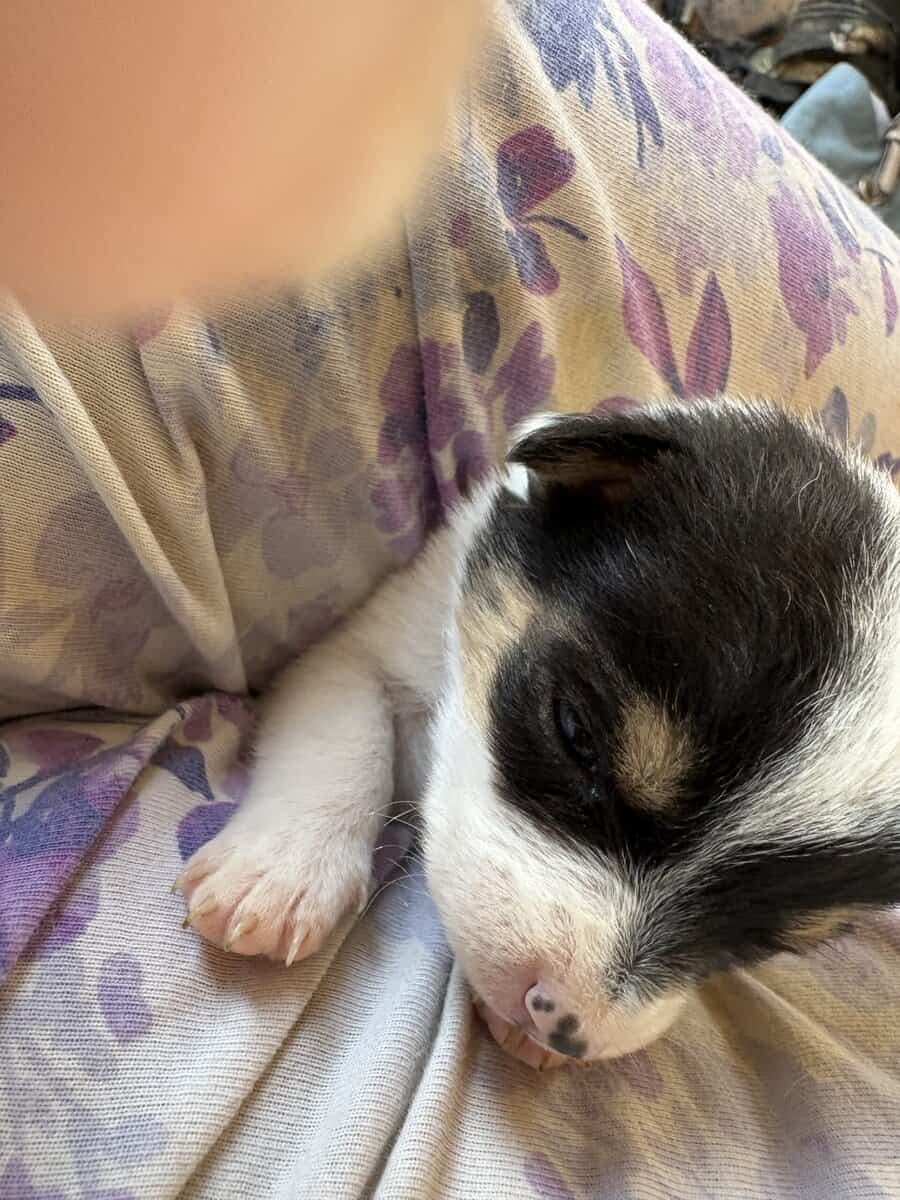 Heeler corgi mix pupies image 6