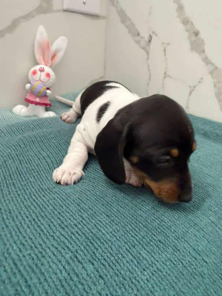 Dachshund female image 2