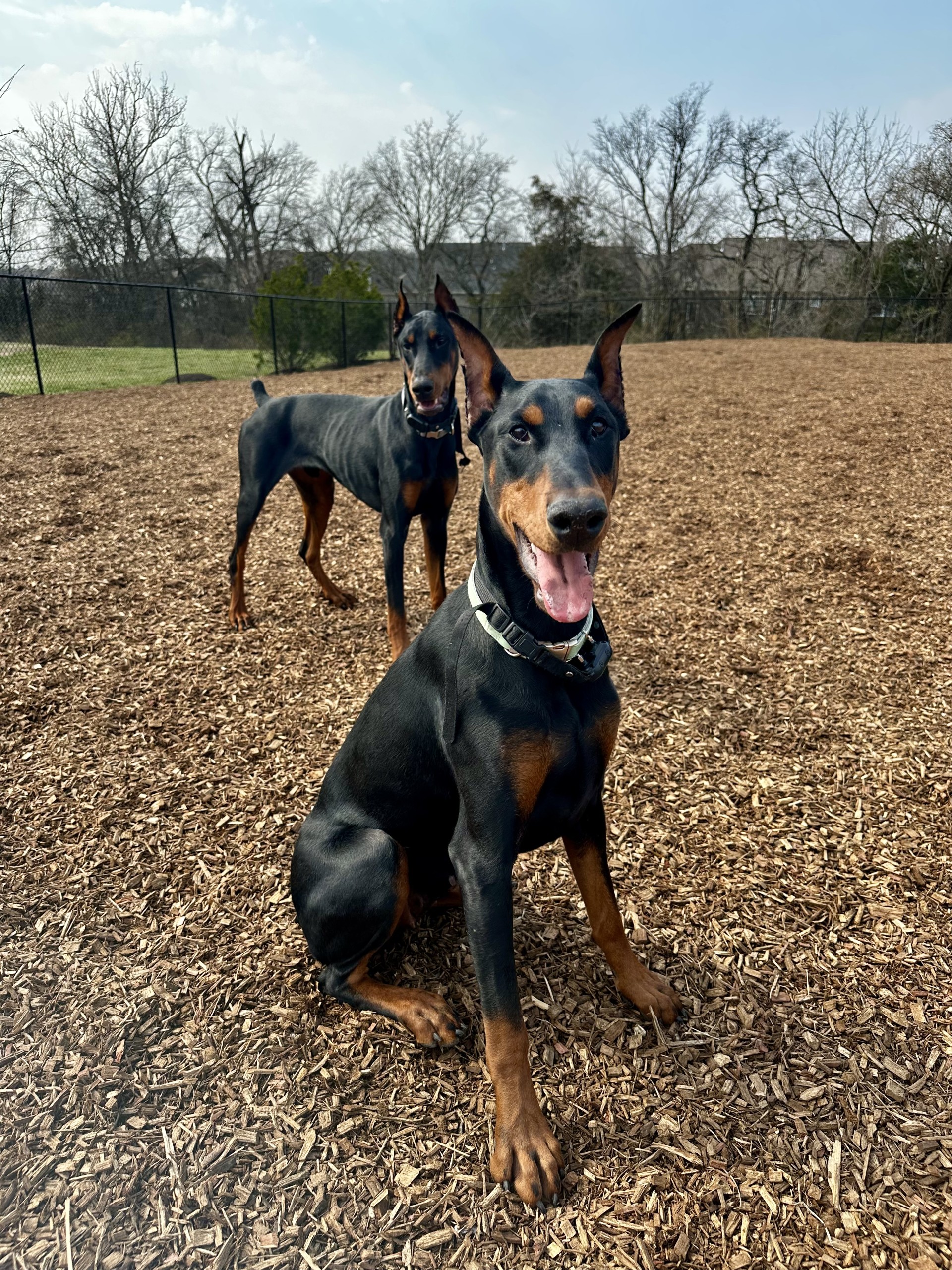 Two Dobermans 1 female and 1 male image 1