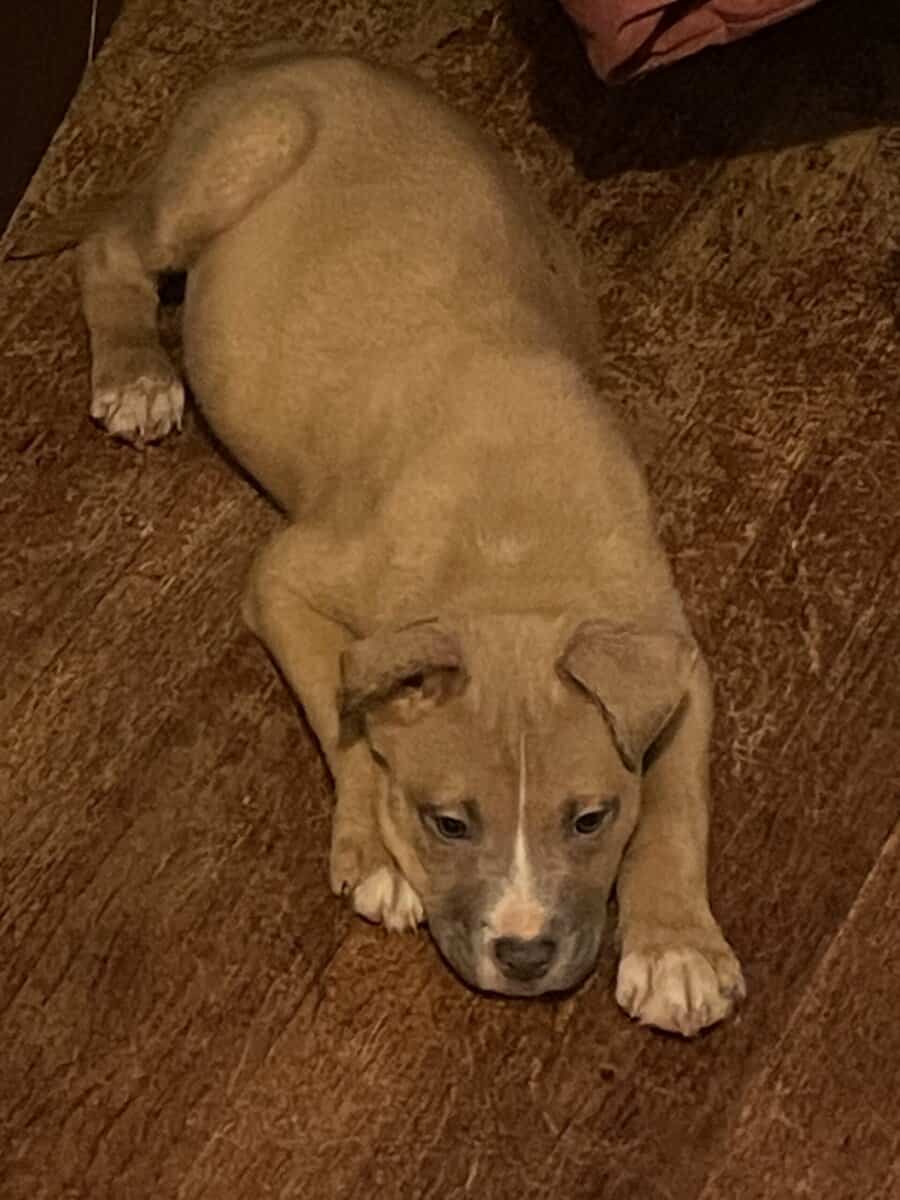 10 week Puppies with shots image 4