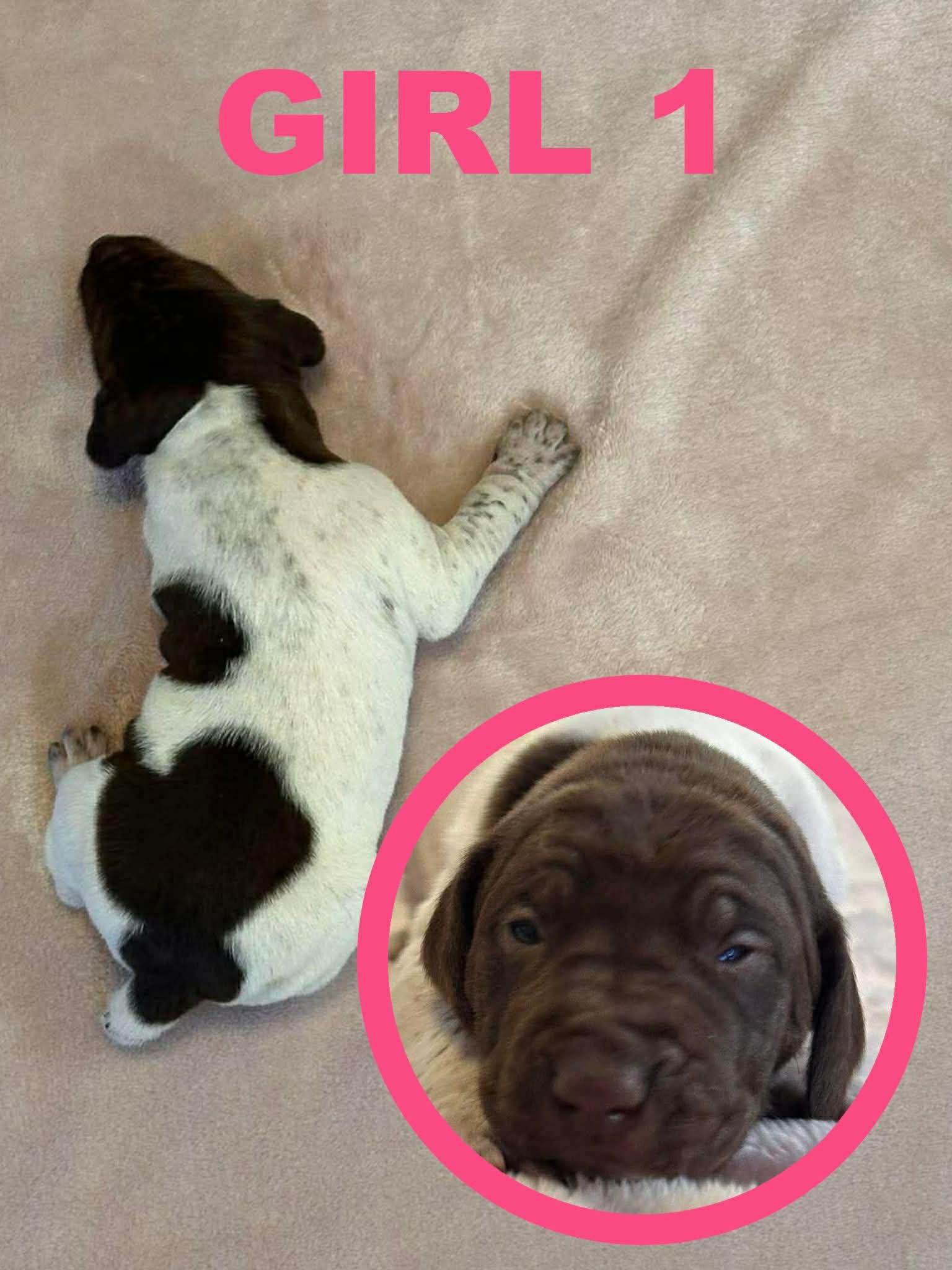GSP Puppies image 2